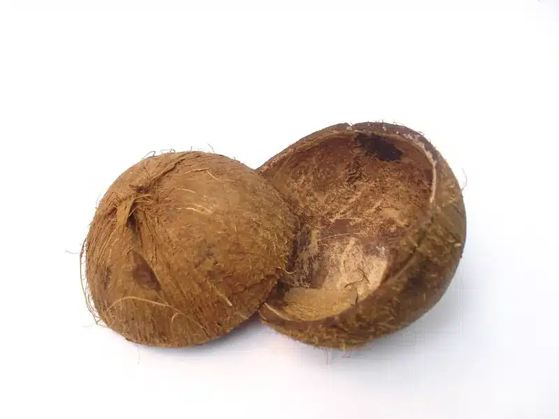 코코넛오일 생리 불규칙 발적 심박수 증가 증상 줄이는 루틴