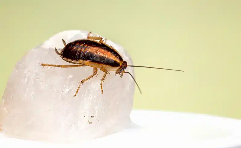 코코넛오일 알레르기 반응 생리 불규칙 발적 증상 해소 팁 7가지
